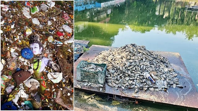 Mira Bhayandar: Hundreds of Dead Fish Found in Mandli Talao After Idol Immersions